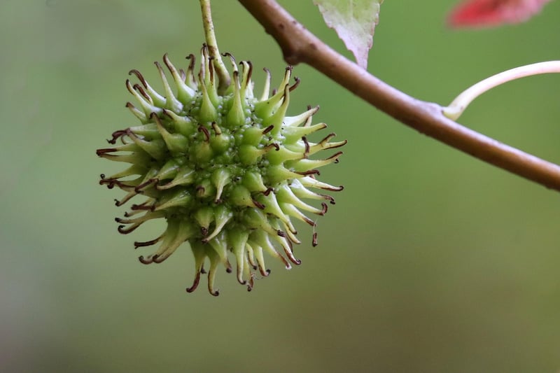 Fantastical Fruits